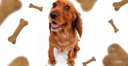 Best treats to train and indulge your dog blog NewDoggy.com