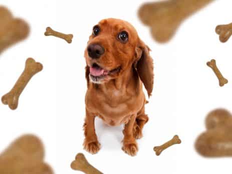 Best treats to train and indulge your dog blog NewDoggy.com