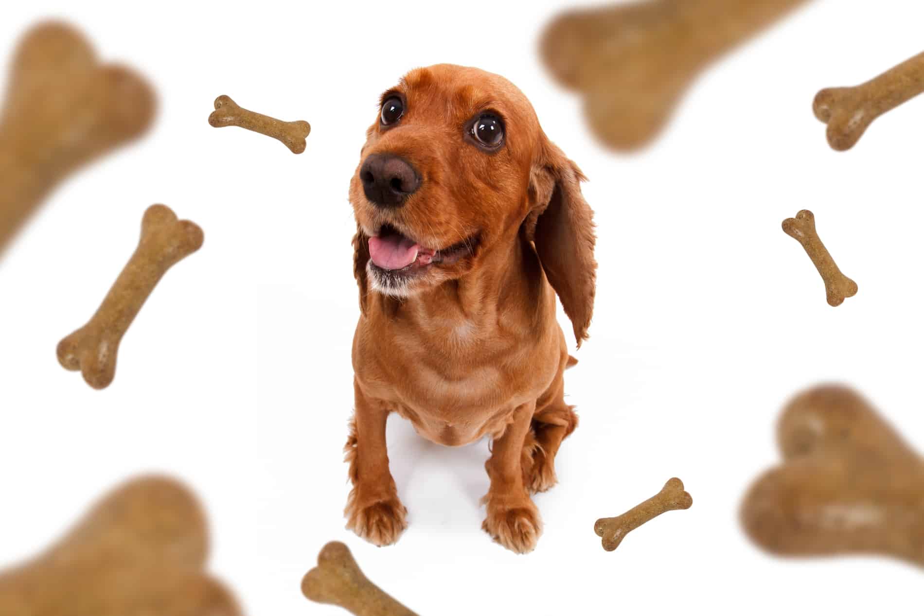 Best treats to train and indulge your dog blog NewDoggy.com