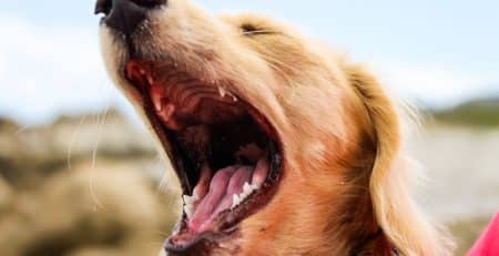 Canine Asthma blog NewDoggy.com