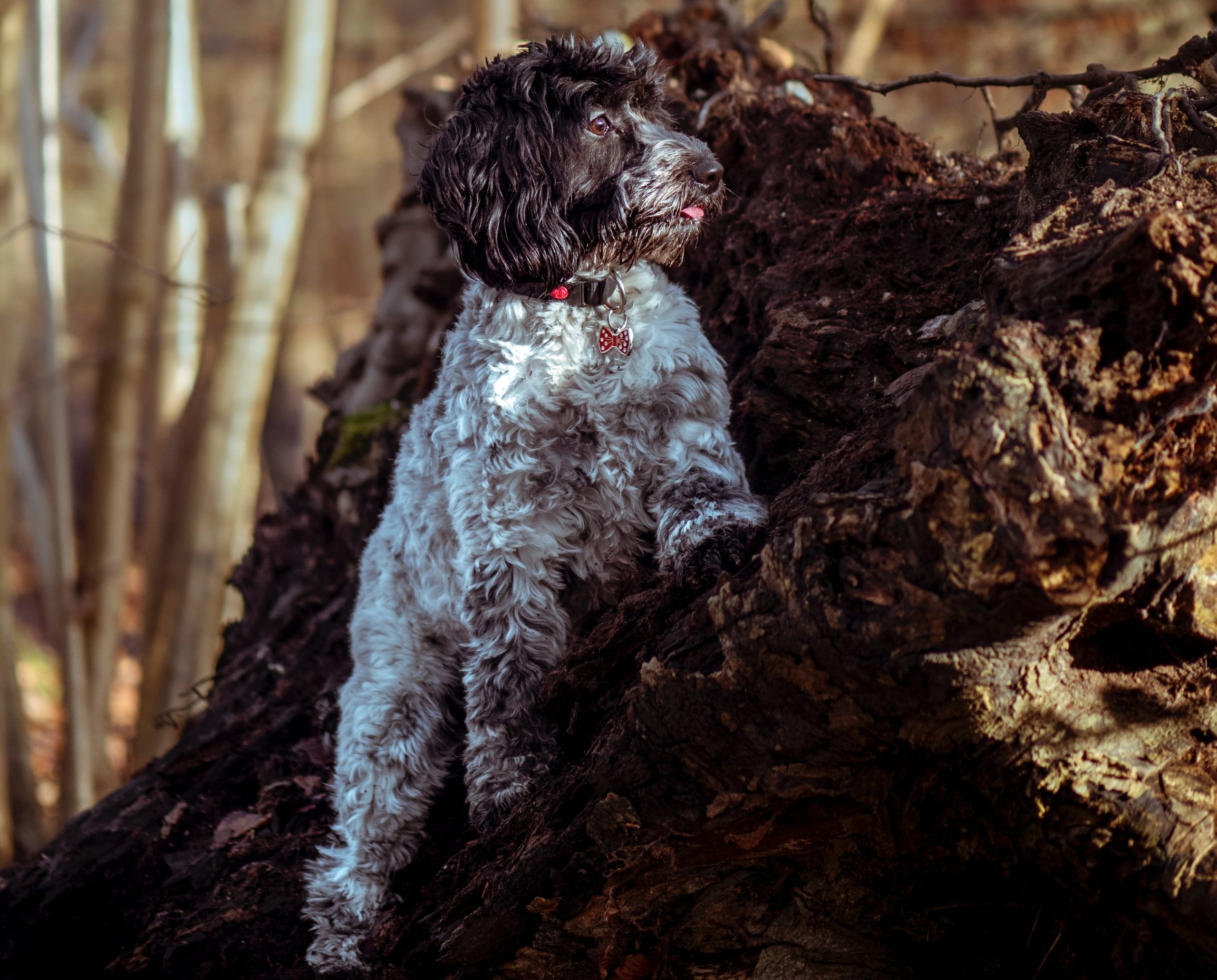Cockapoo breed info NewDoggy.com
