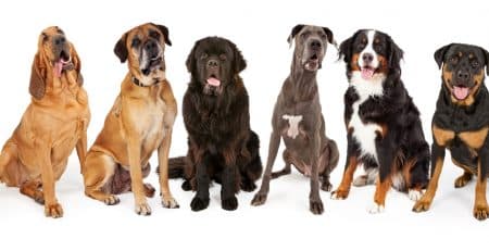 Giant Dog Breeds blog NewDoggy.com