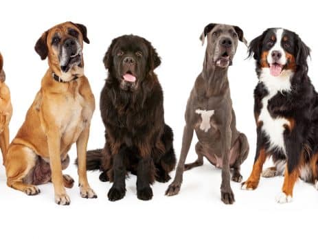 Giant Dog Breeds blog NewDoggy.com