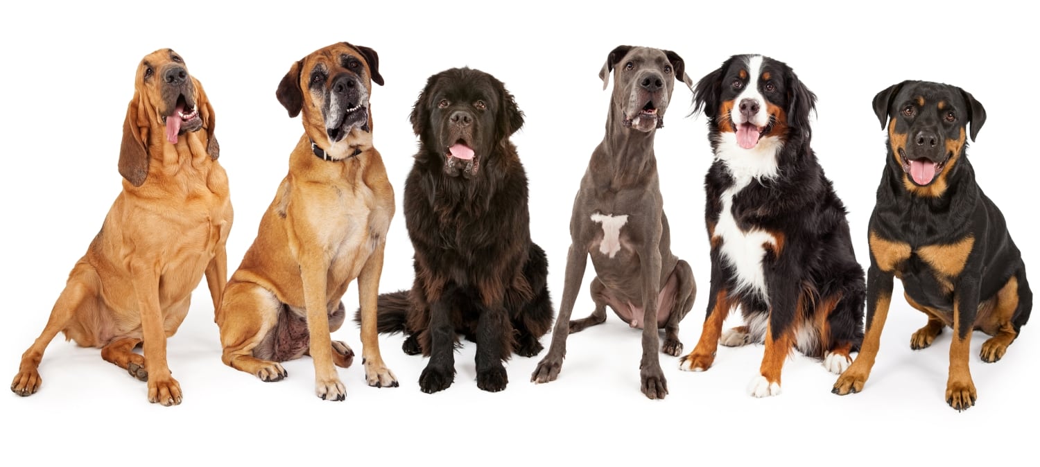 Giant Dog Breeds blog NewDoggy.com