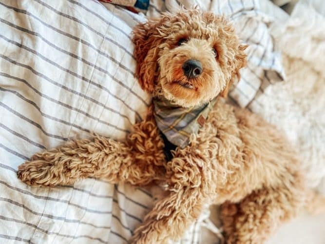 Goldendoodle breed info NewDoggy.com