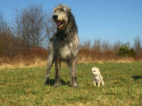 Irish dog breeds blog NewDoggy.com