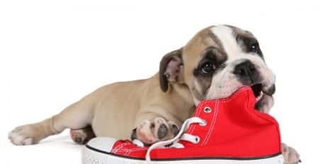 My dog is chewing blog NewDoggy.com