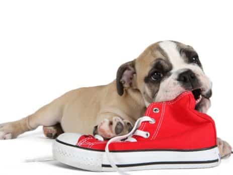 My dog is chewing blog NewDoggy.com