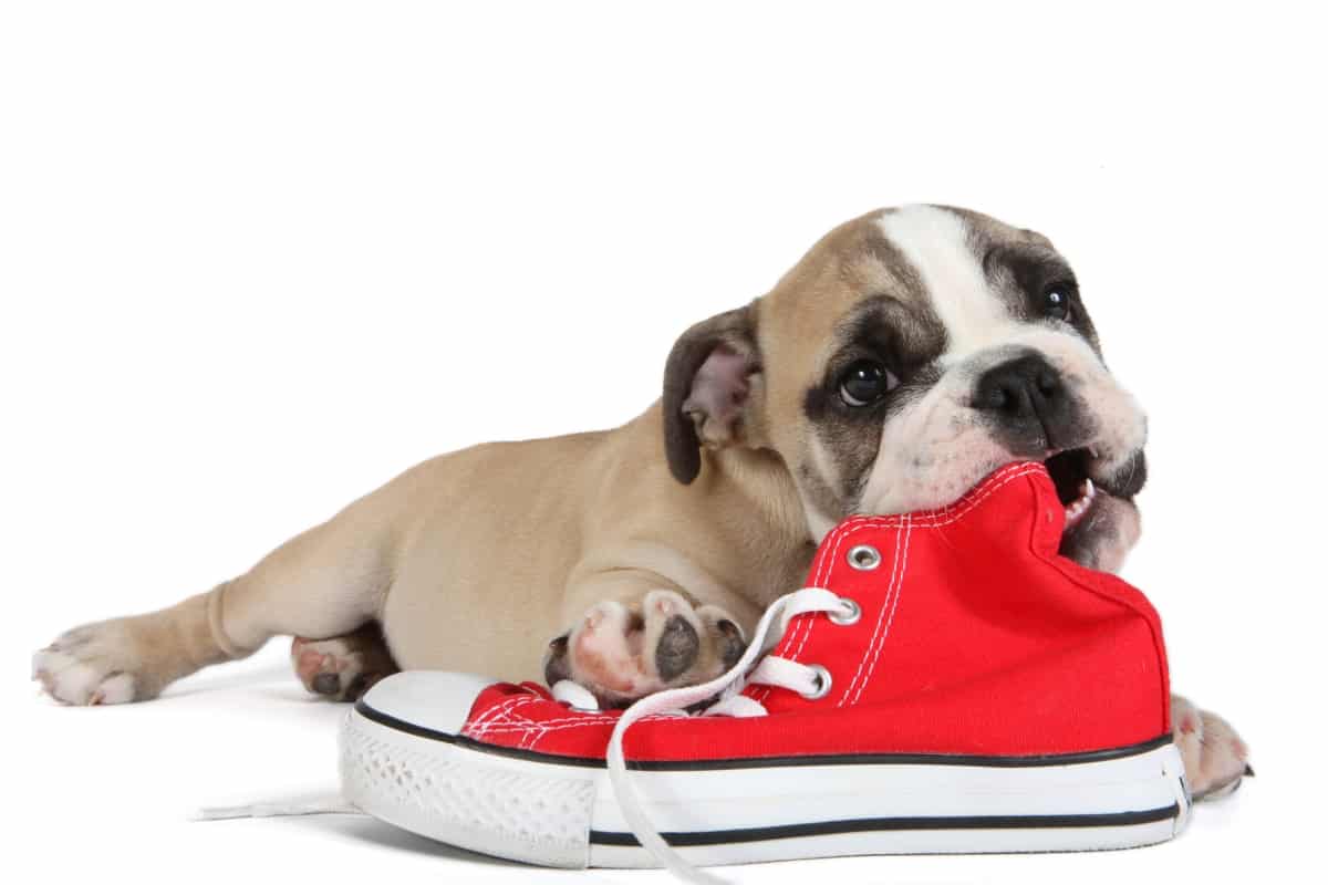 My dog is chewing blog NewDoggy.com