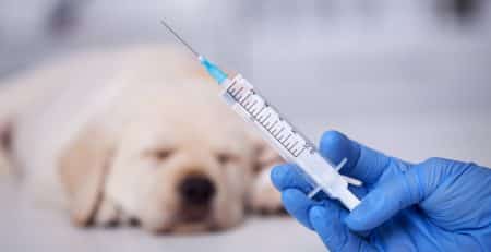 Puppy typical vaccination schedule blog NewDoggy.com