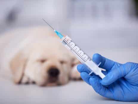 Puppy typical vaccination schedule blog NewDoggy.com