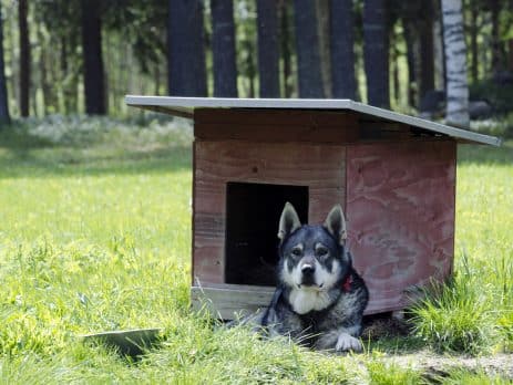 Swedish dog breeds blog NewDoggy.com