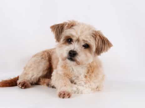 Cutest mixed dog breeds blog NewDoggy.com