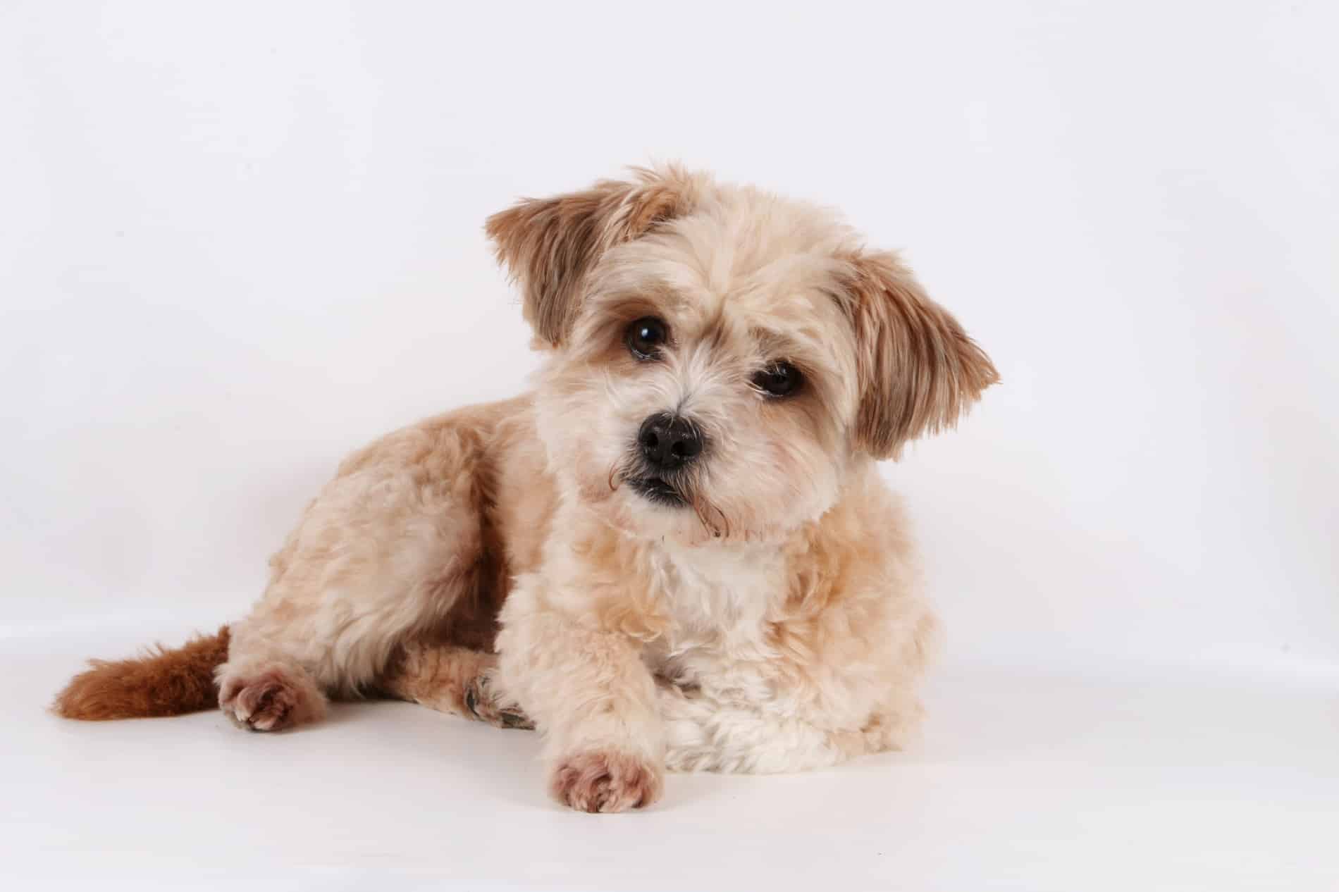 Cutest mixed dog breeds blog NewDoggy.com