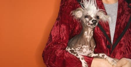 Most bizarre looking dogs blog NewDoggy.com