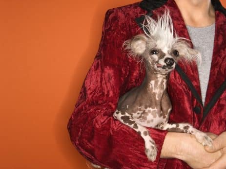 Most bizarre looking dogs blog NewDoggy.com