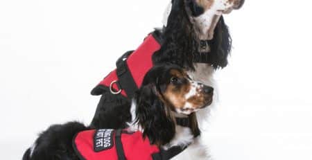 Service dogs blog NewDoggy.com