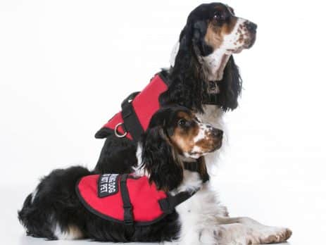 Service dogs blog NewDoggy.com