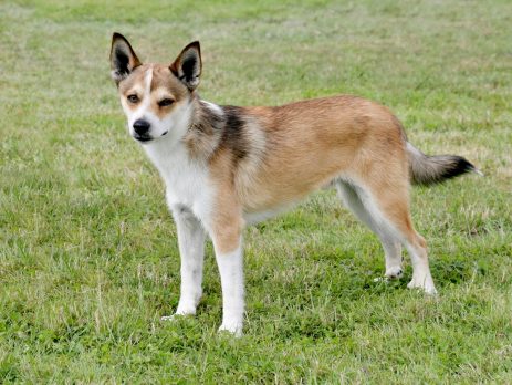 History of the Norwegian Lundehund blog NewDoggy.com