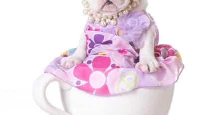 Teacup dogs blog NewDoggy.com