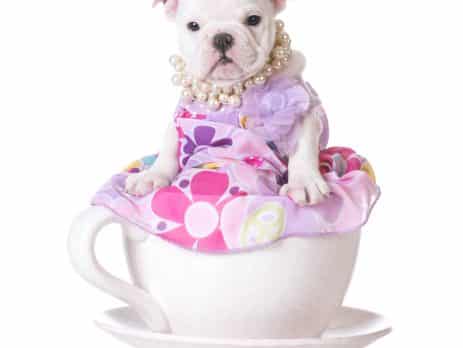 Teacup dogs blog NewDoggy.com