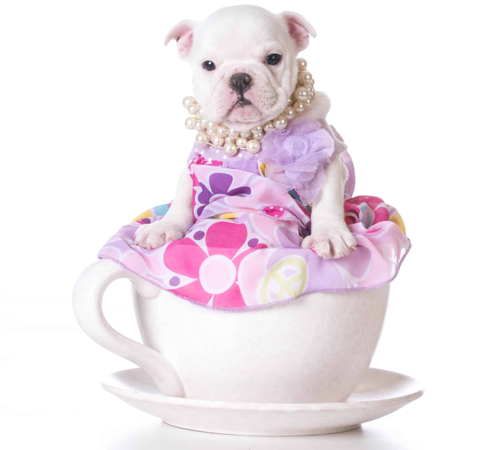 Teacup dogs blog NewDoggy.com