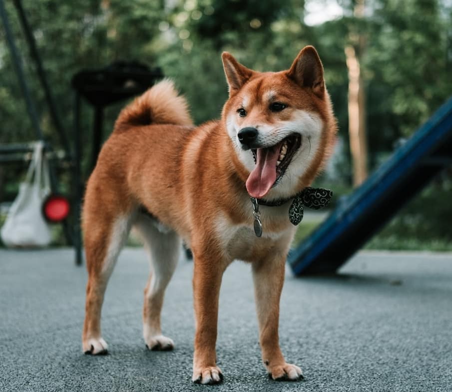 Aila Shiba Inu