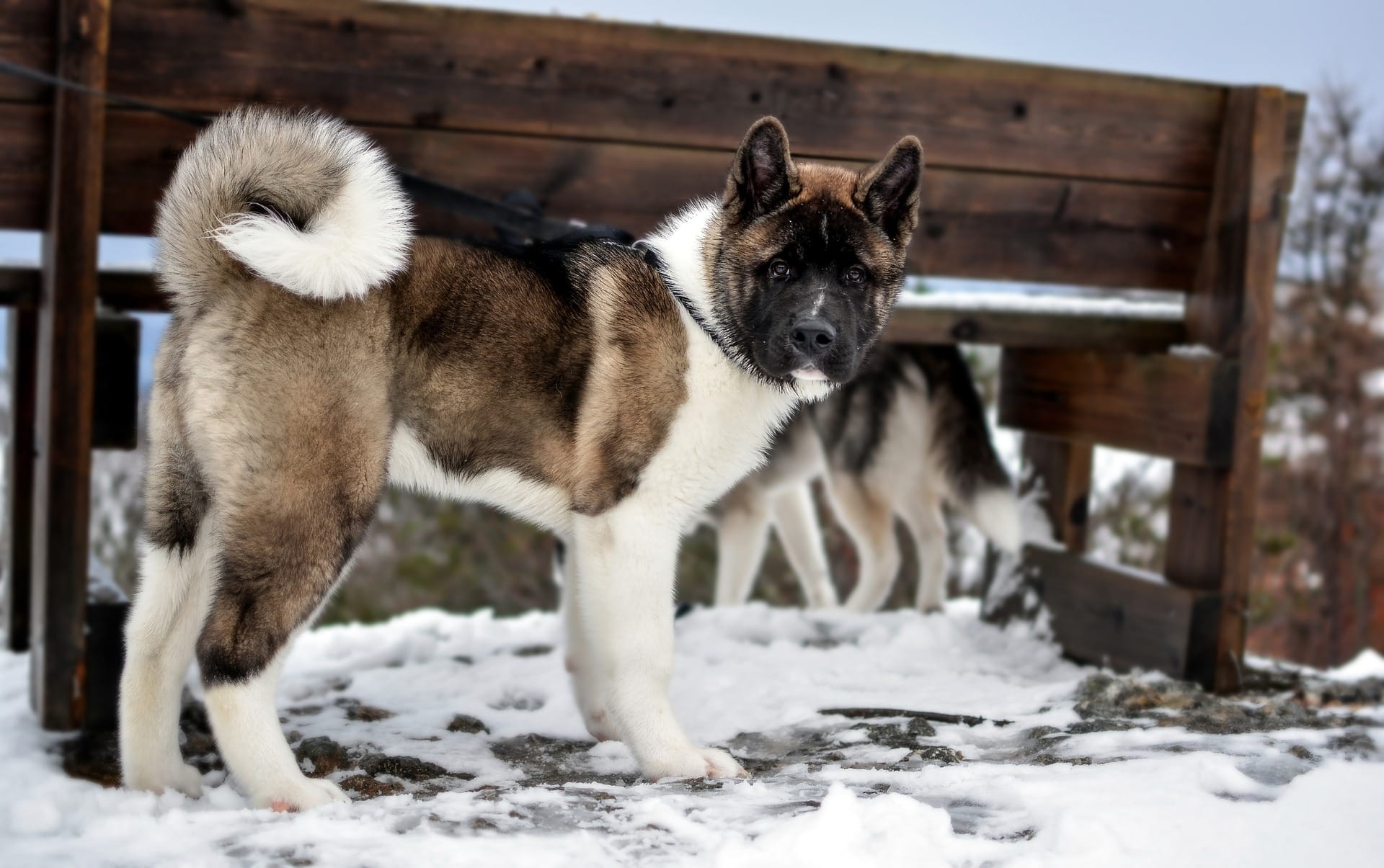 Ditta American Akita
