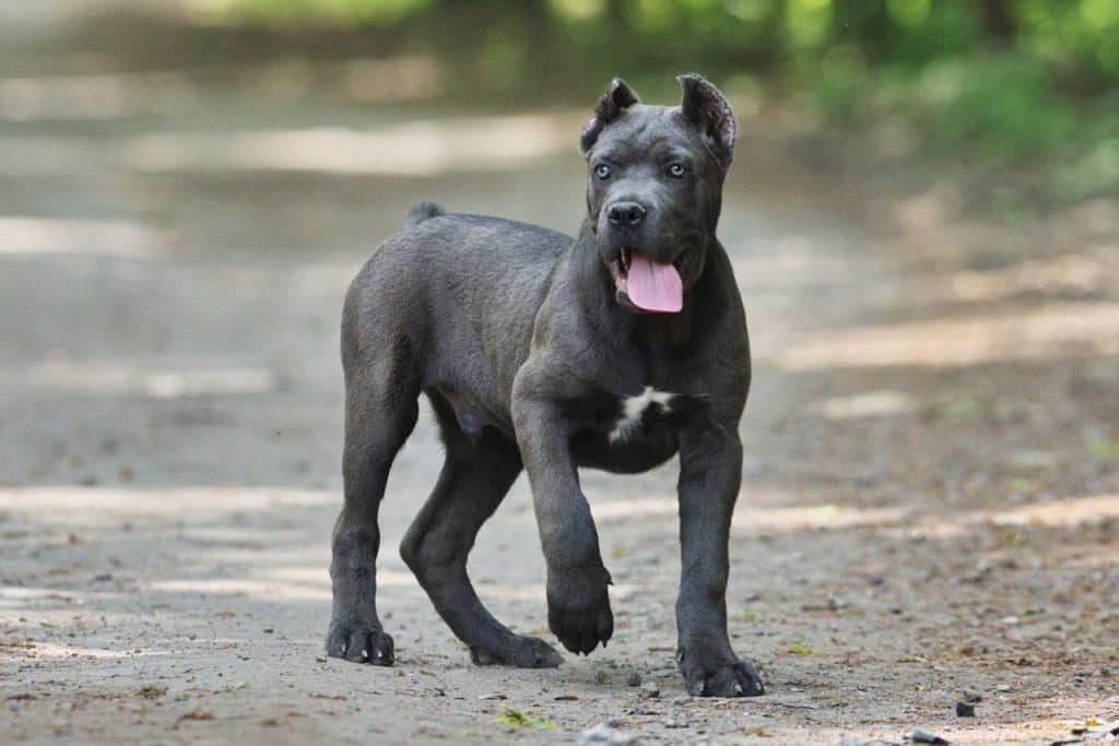 Safari Cane Corso