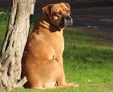 Bullmastiff breedinfo NewDoggy.com