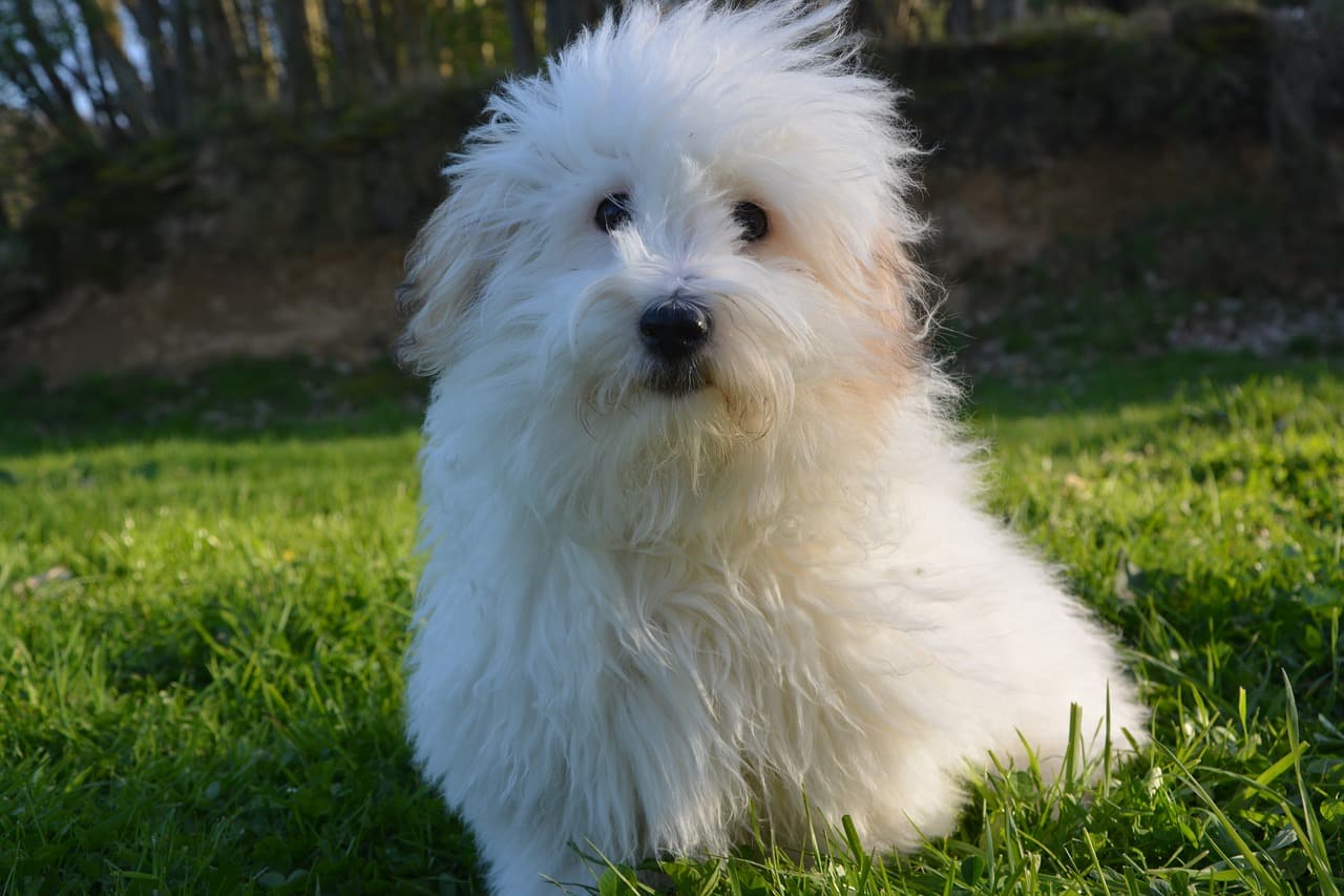 Coton de Tulears breed info newDoggy.com
