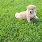 Nina-female-akita-puppy-for-sale-01