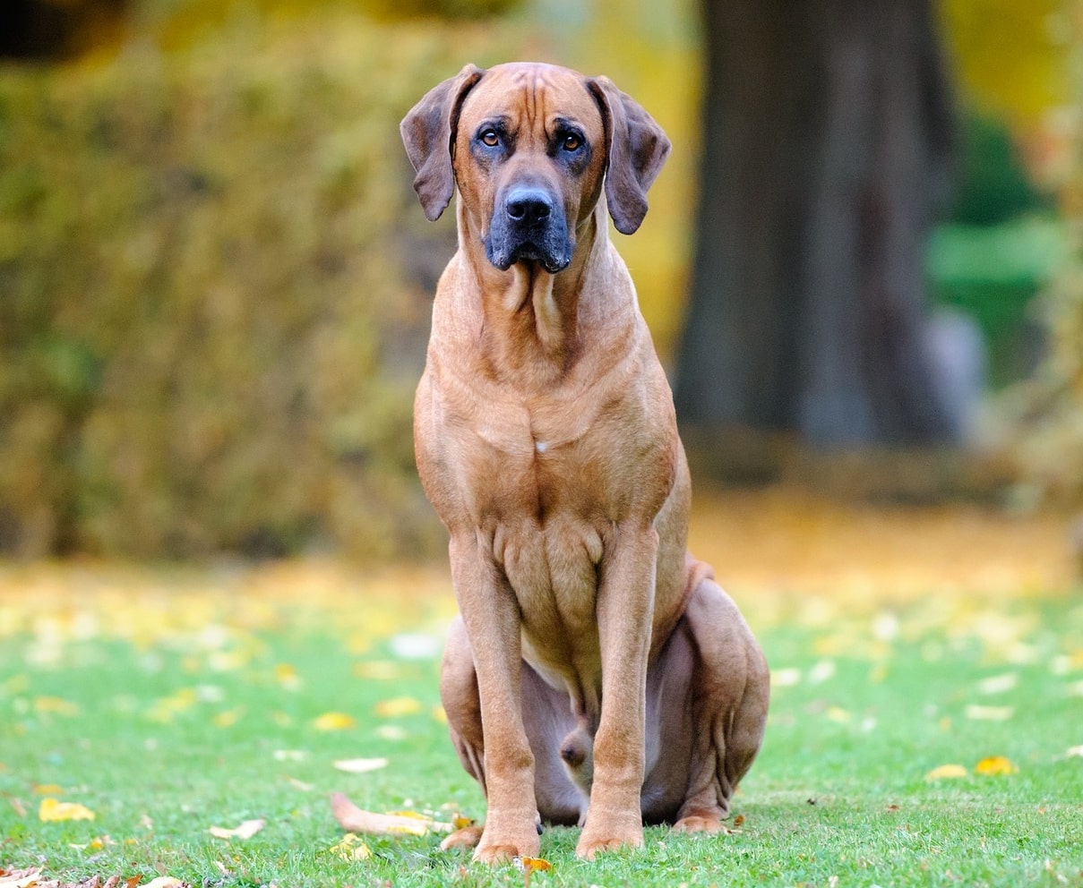 Rhodesian Ridgeback breed info newDoggy.com