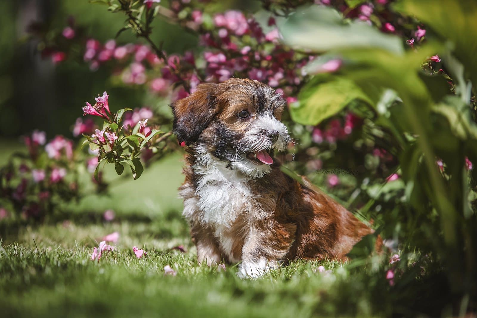 havanese abu dhabi, puppy for sale Abu Dhabi, dog for sale Abu dhabi, buy a puppy abu dhabi, buy a dog abu dhabi