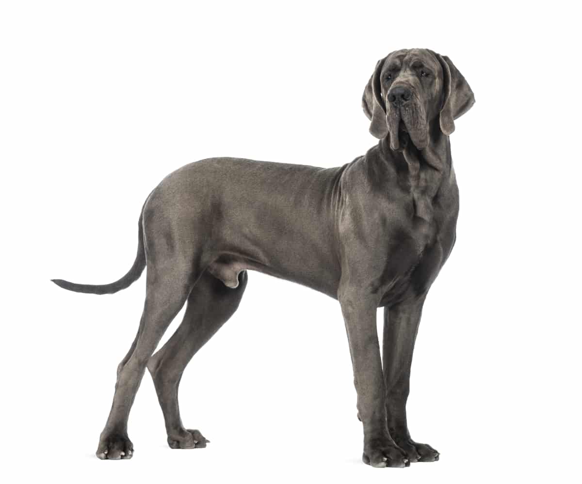 Great Dane breed info NewDoggy.com