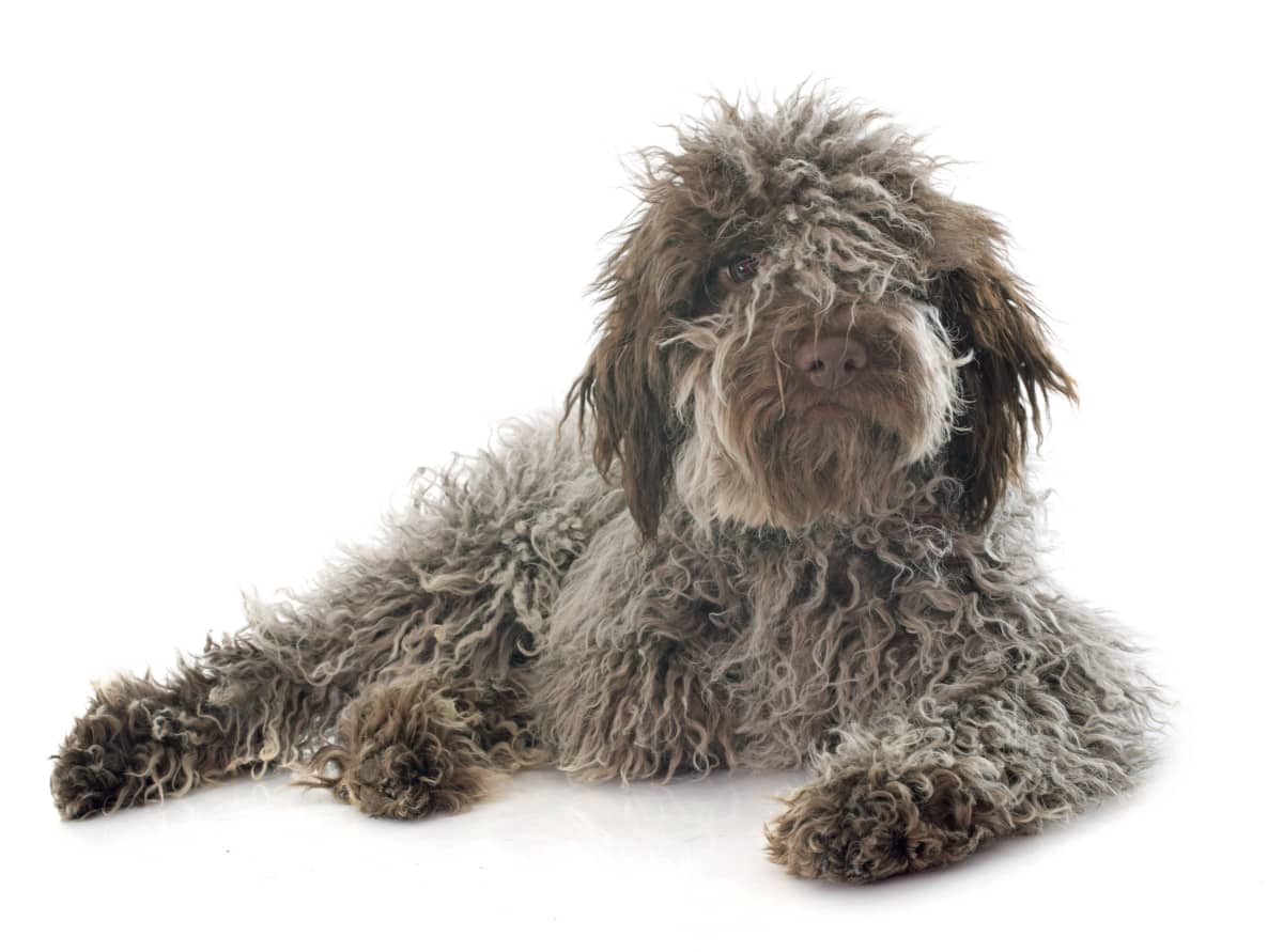 Lagotto Romagnolo breed info NewDoggy.com