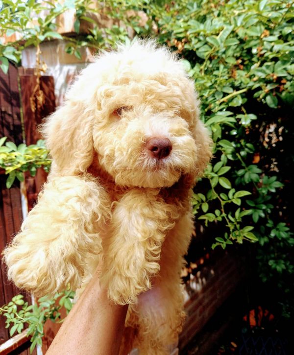 Max Lagotto Romagnolo