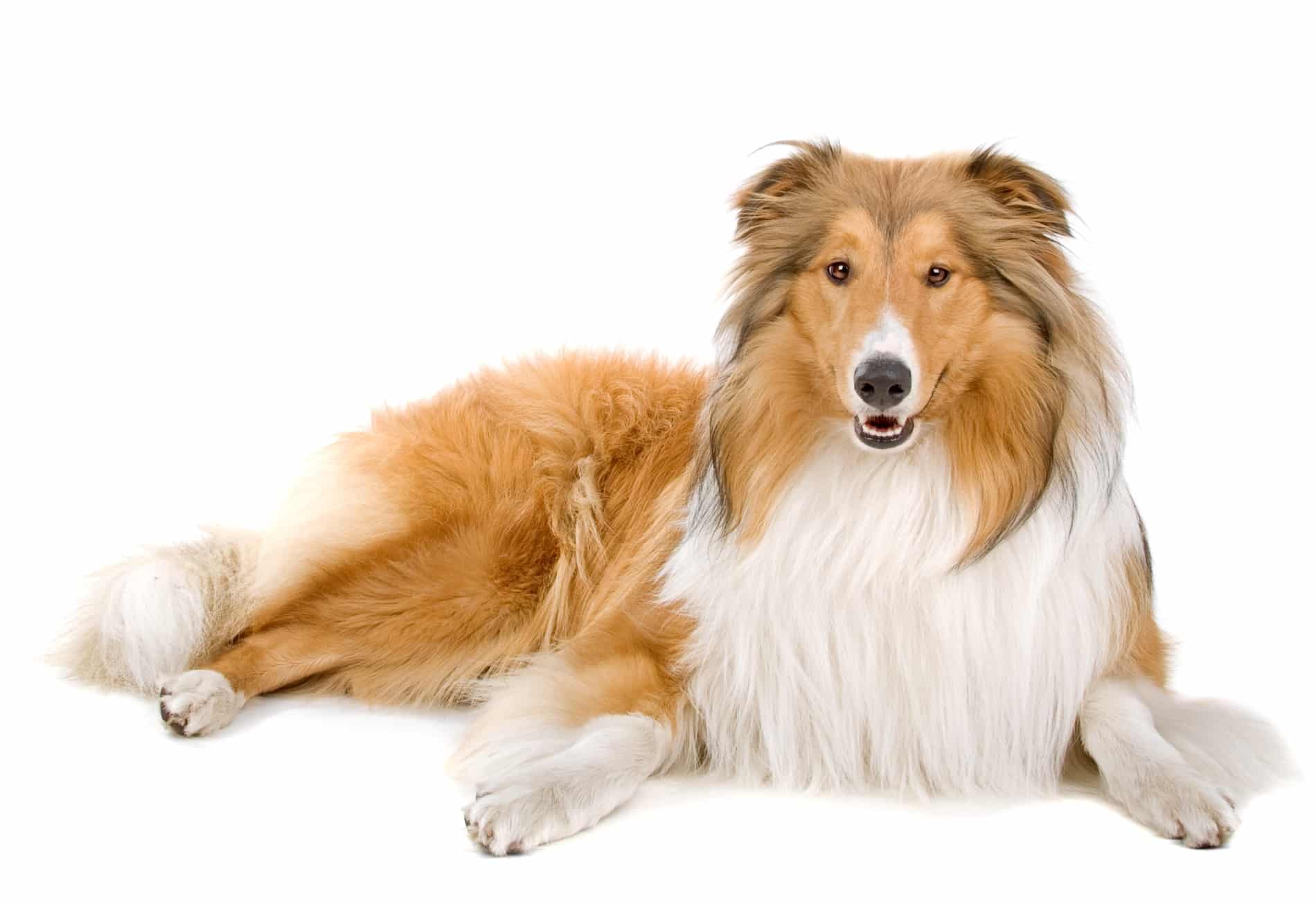 Rough Collie breed info NewDoggy.com