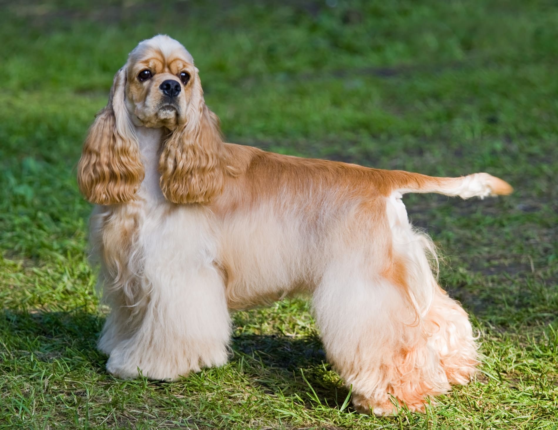 American Cocker Spaniel breed info NewDoggy.com