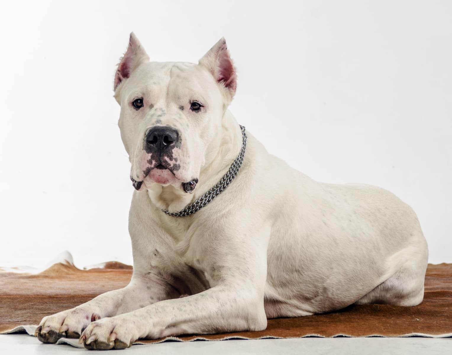 Argentine Dog breed info NewDoggy.com