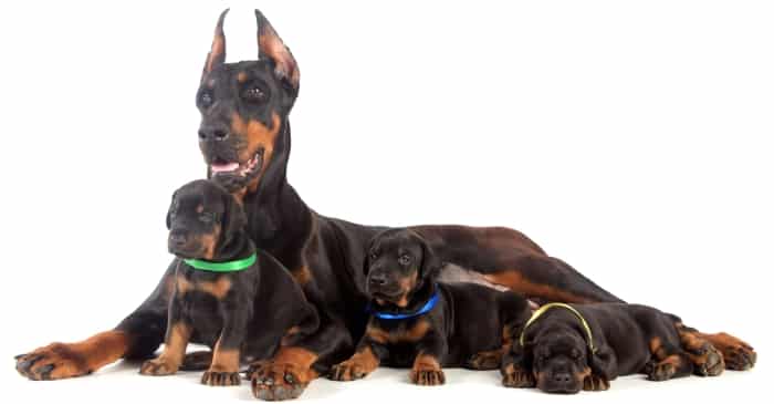 Doberman Pinscher breed info NewDoggy.com