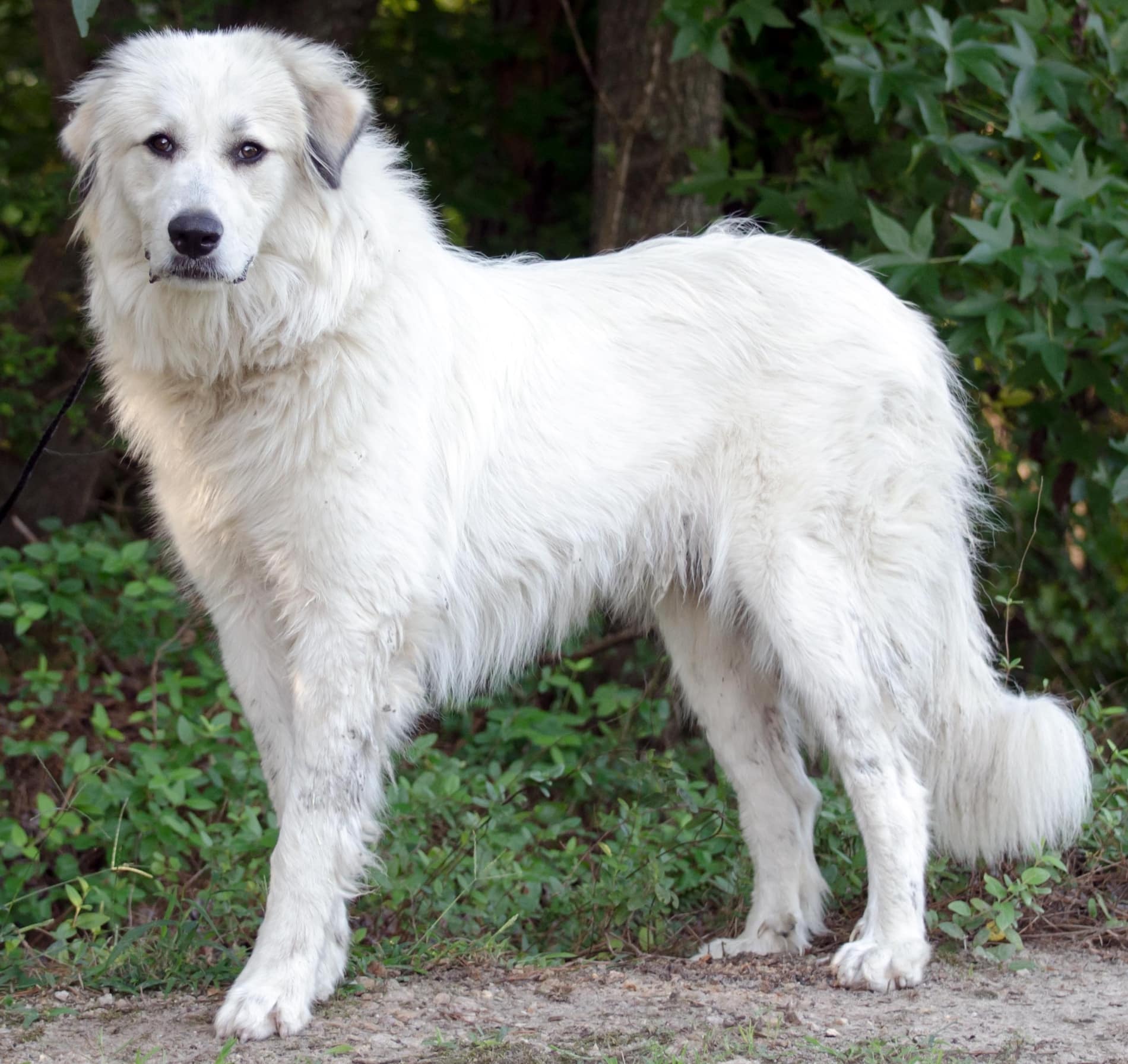 Great Pyrenees breed info NewDoggy.com