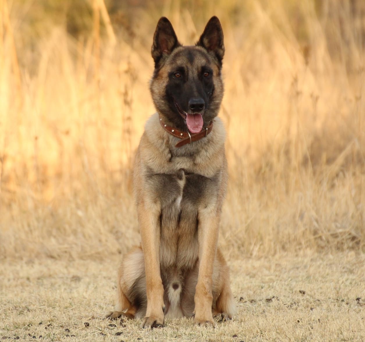 Belgian Malinois breed info NewDoggy.com