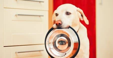 Dog allergies. Puppy diet. Gluten-free diet.