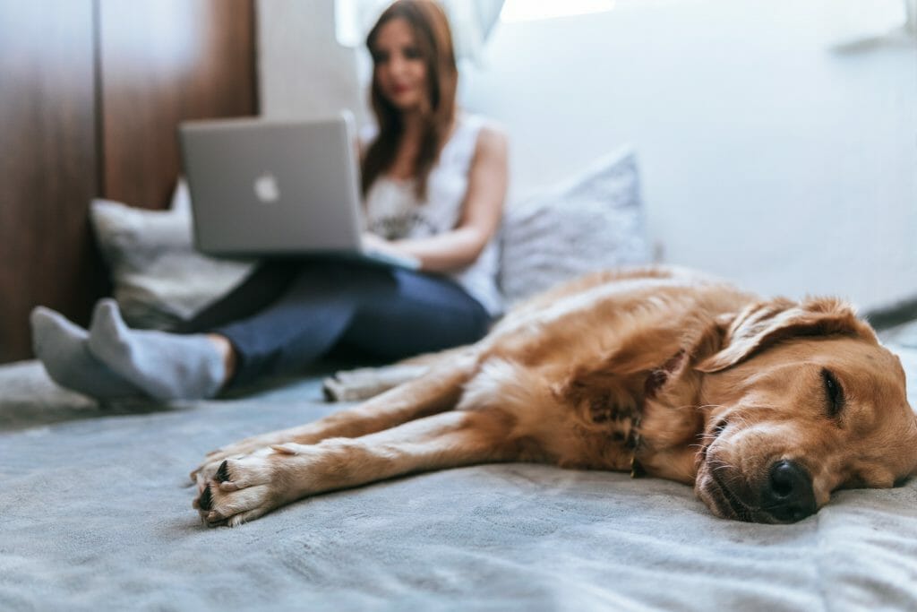 The Top 10 Quietest Dogs