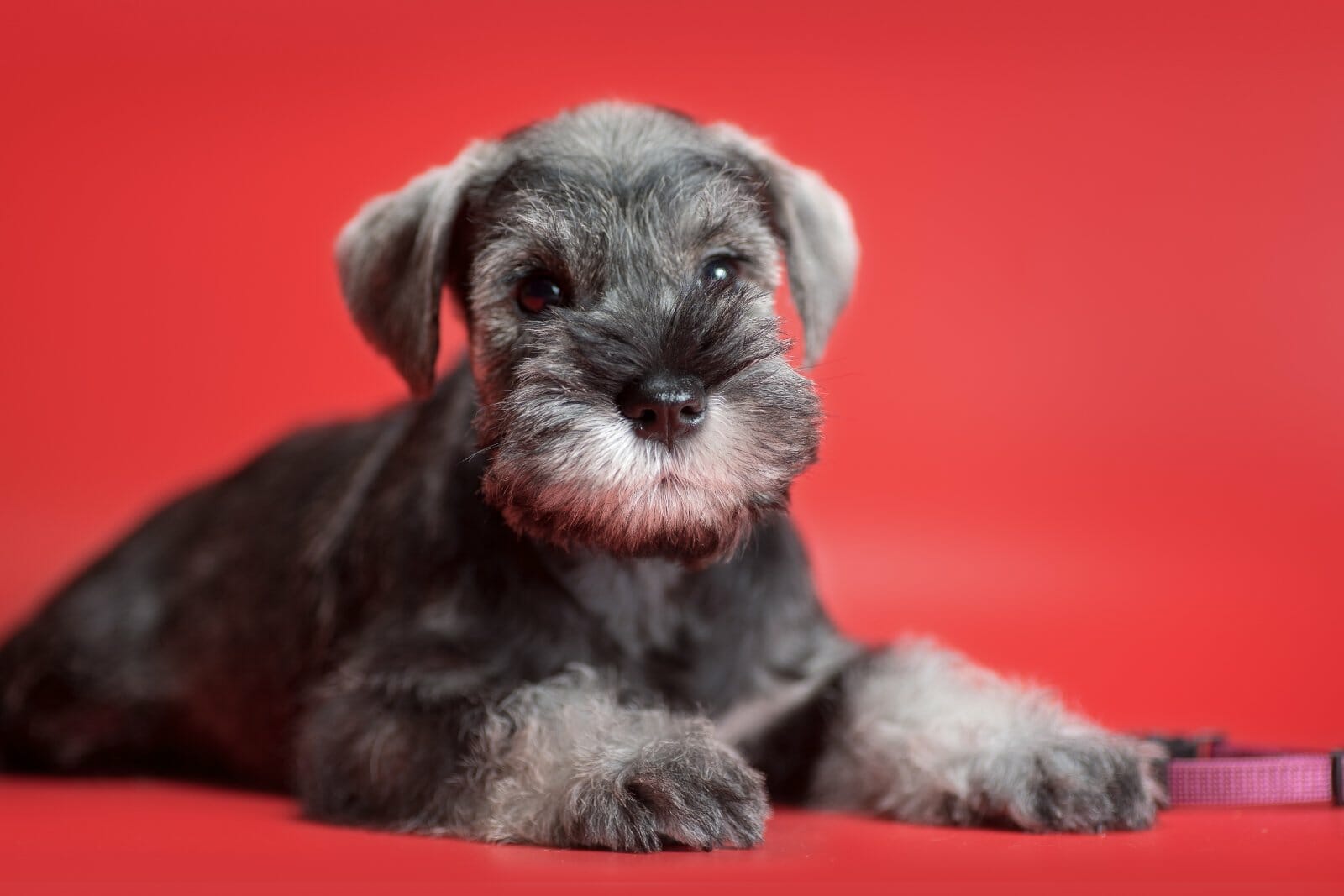 schnauzer hong kong, buy dog hong kong, buy puppy hong kong, puppy for sale, dog for sale