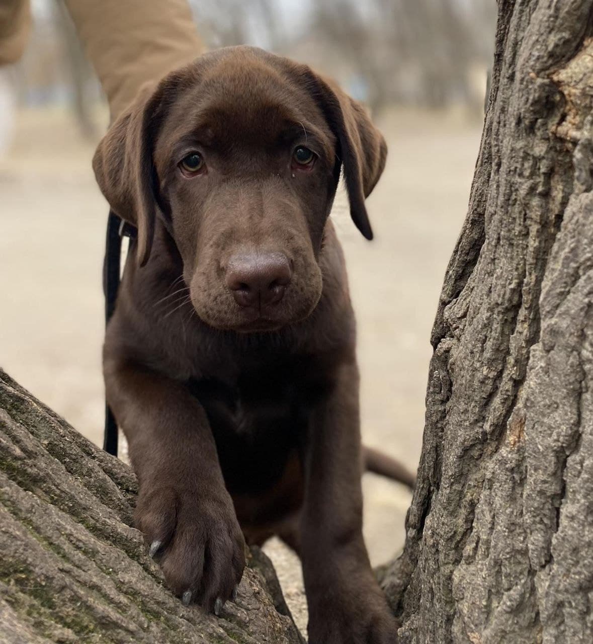 Labrador switzerland, puppy for sale switzerland, dog for sale switzerland, buy dog, buy puppy