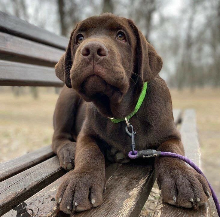 labrador abu dhabi, lab abu dhabi, puppy for sale Abu Dhabi, dog for sale Abu dhabi, buy a puppy abu dhabi, buy a dog abu dhabi