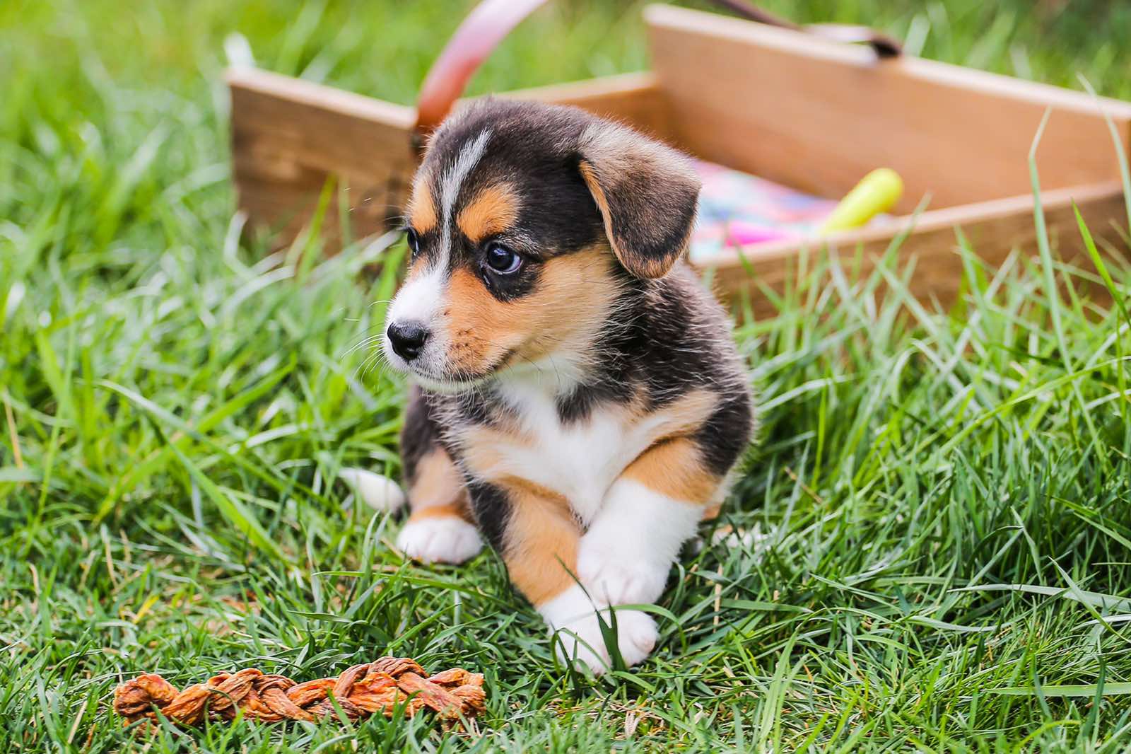 corgi hong kong, puppy for sale hong kong, buy puppy hong kong, dog for sale hong kong, buy dog hong kong