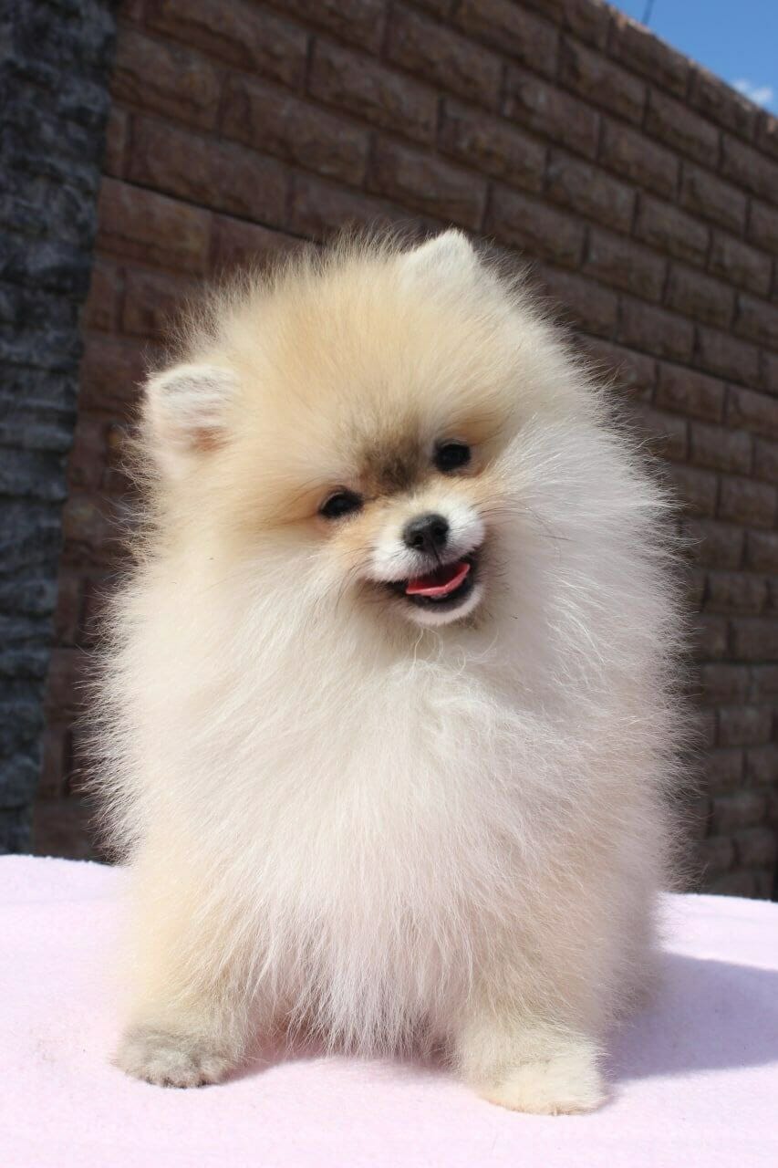 buy a puppy Abu Dhabi, buy a dog Abu Dhabi, puppy for sale, dog for sale, best breeds for Abu Dhabi